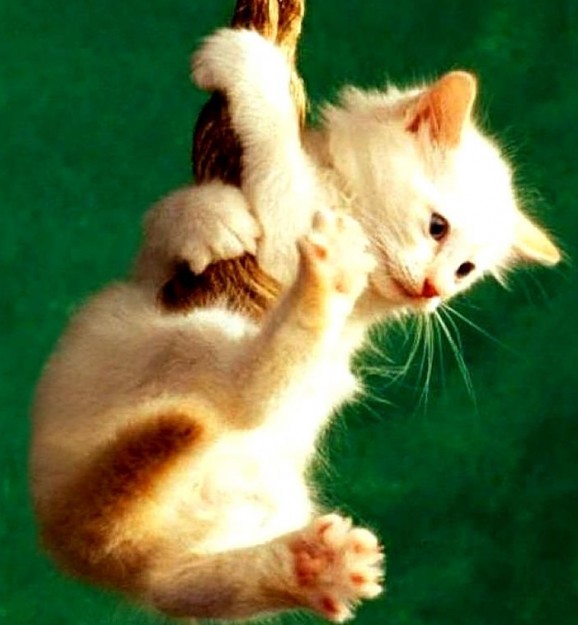 A cute picture of a hanging kitten 