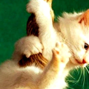 Hanging Kitten – Picture Post