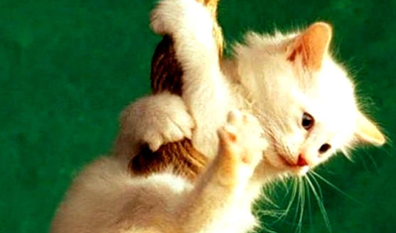 Hanging Kitten – Picture Post